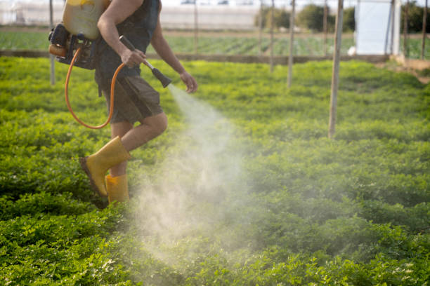 Best Local Pest Control Services  in Twin Lakes, CA