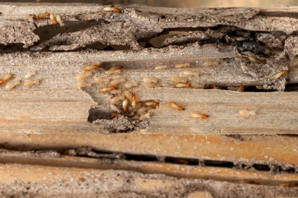 Best Flea Control Services  in Twin Lakes, CA